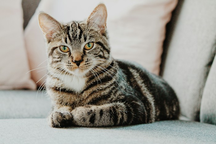 Sample cat profile